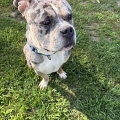 Enlarge Sarge, a ADOPTABLE mixed breed in Taunton, MA image 3/5