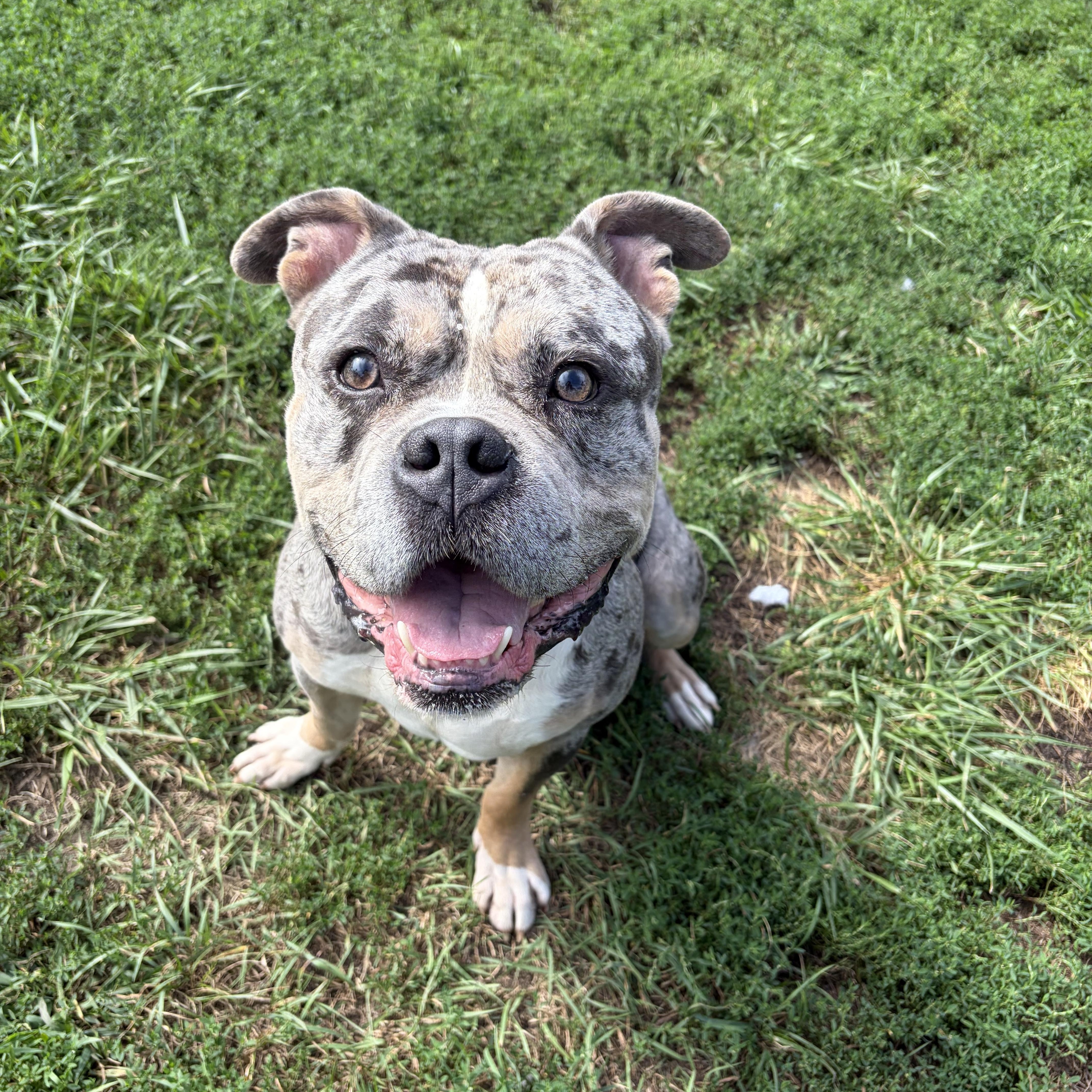 Enlarge Sarge, a ADOPTABLE mixed breed in Taunton, MA image 2/5