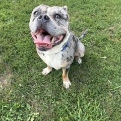 Enlarge Sarge, a ADOPTABLE mixed breed in Taunton, MA image 2/5
