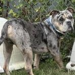 Enlarge Sarge, a Adoptable mixed breed in Taunton, MA image 3/6