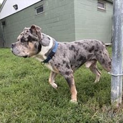 Enlarge Sarge, a Adoptable mixed breed in Taunton, MA image 6/6