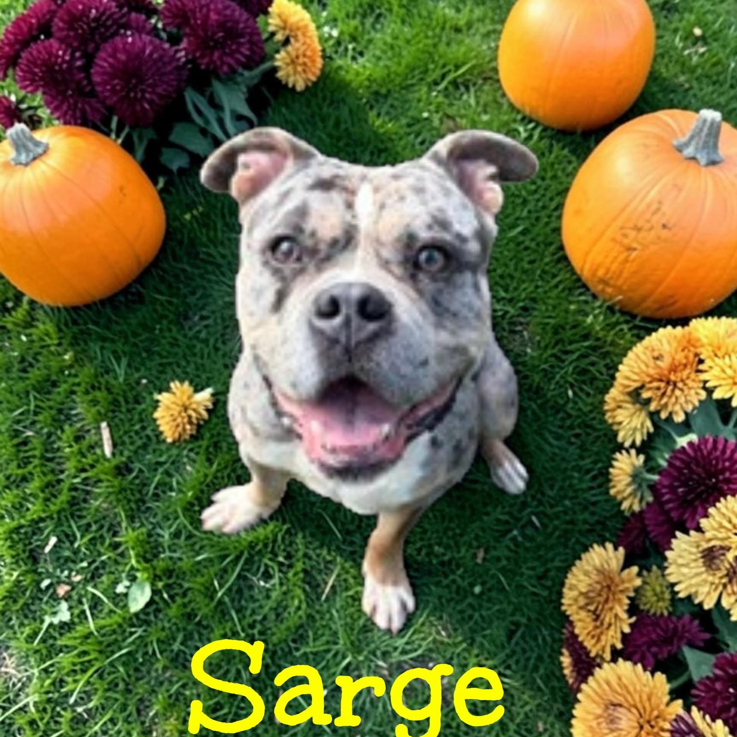 Sarge, Adoptable, Adult Male American Bully.