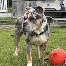 Enlarge Sarge, a Adoptable mixed breed in Taunton, MA image 2/6