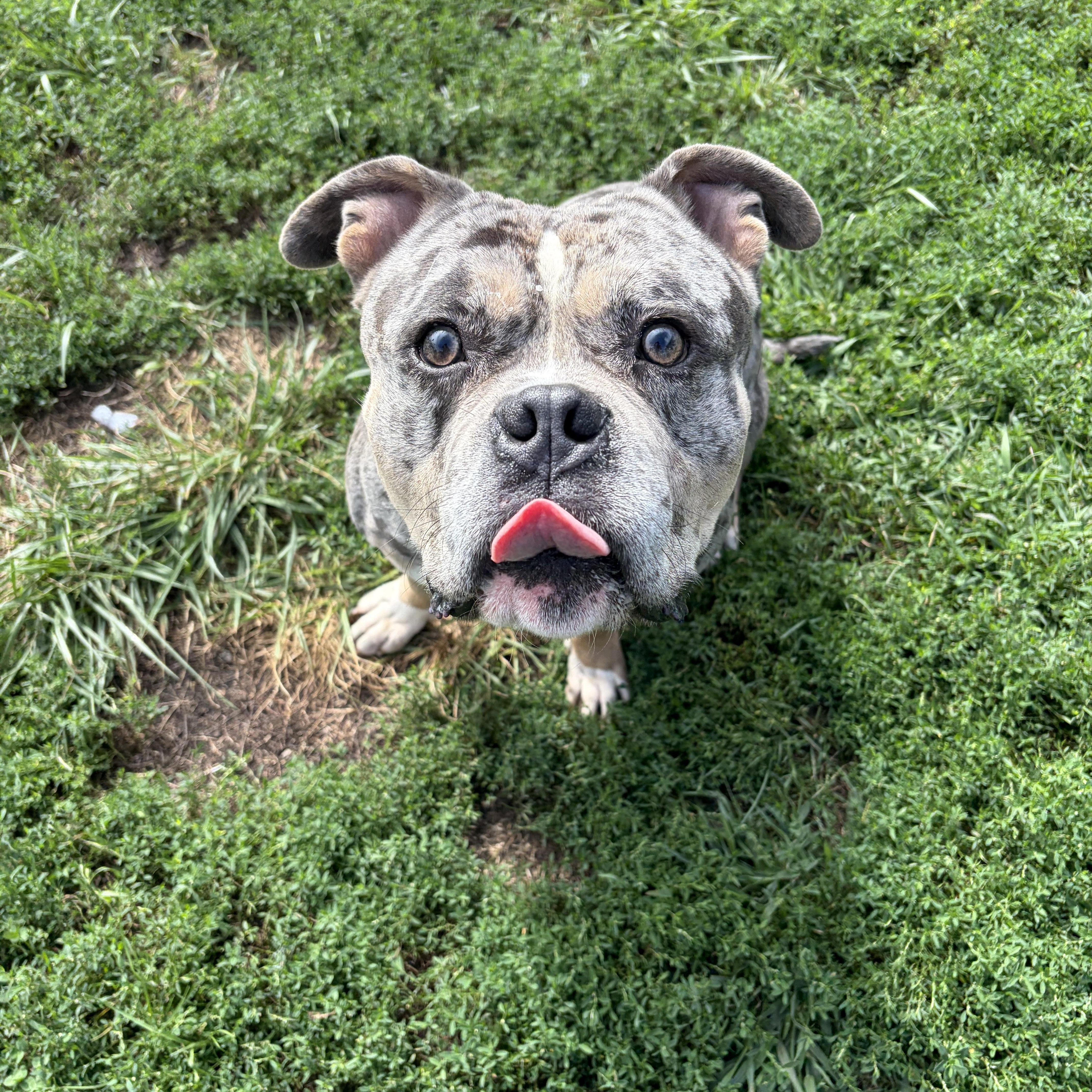 Enlarge Sarge, a ADOPTABLE mixed breed in Taunton, MA image 3/5