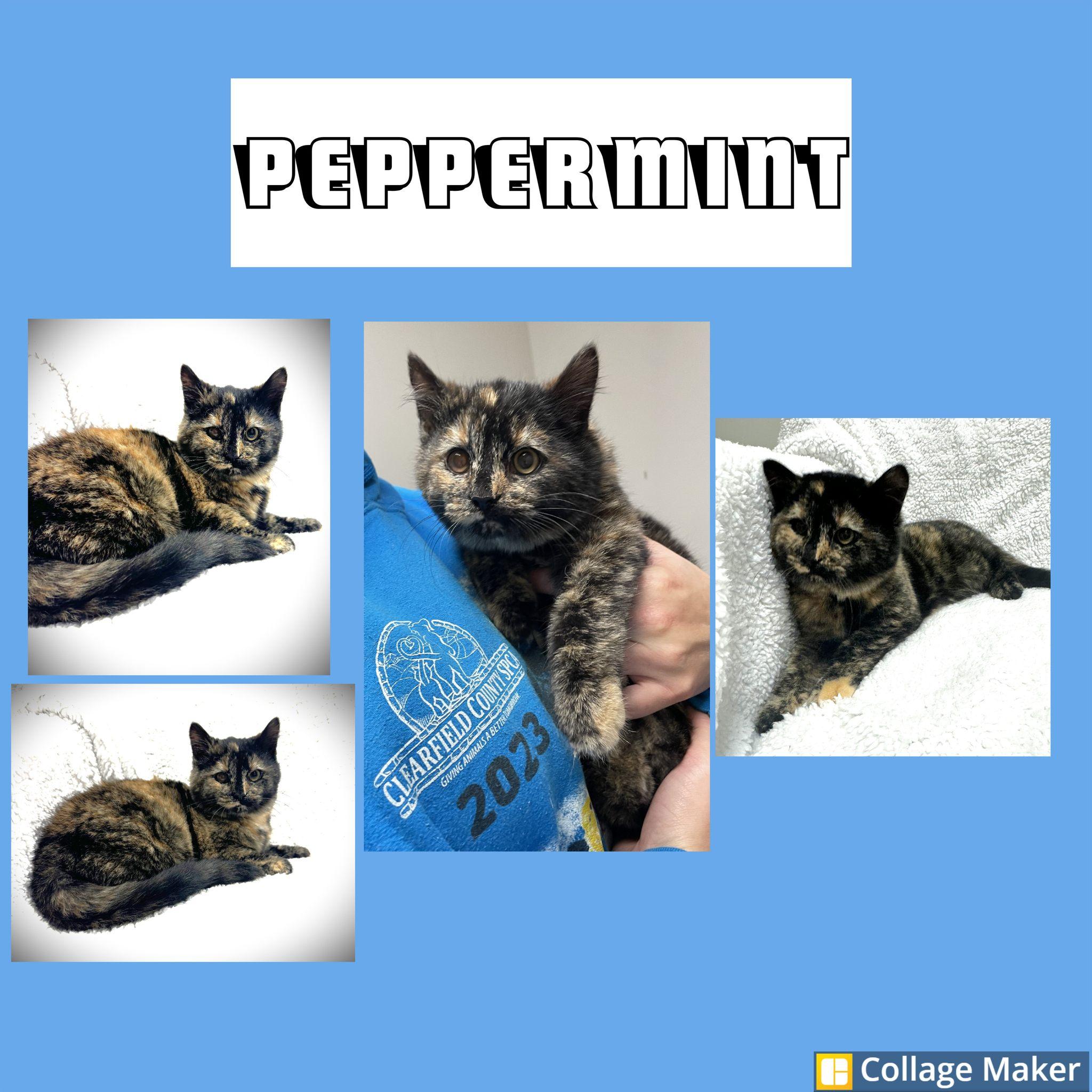 Enlarge Peppermint, an adopted mixed breed in Clearfield, PA image 1/1