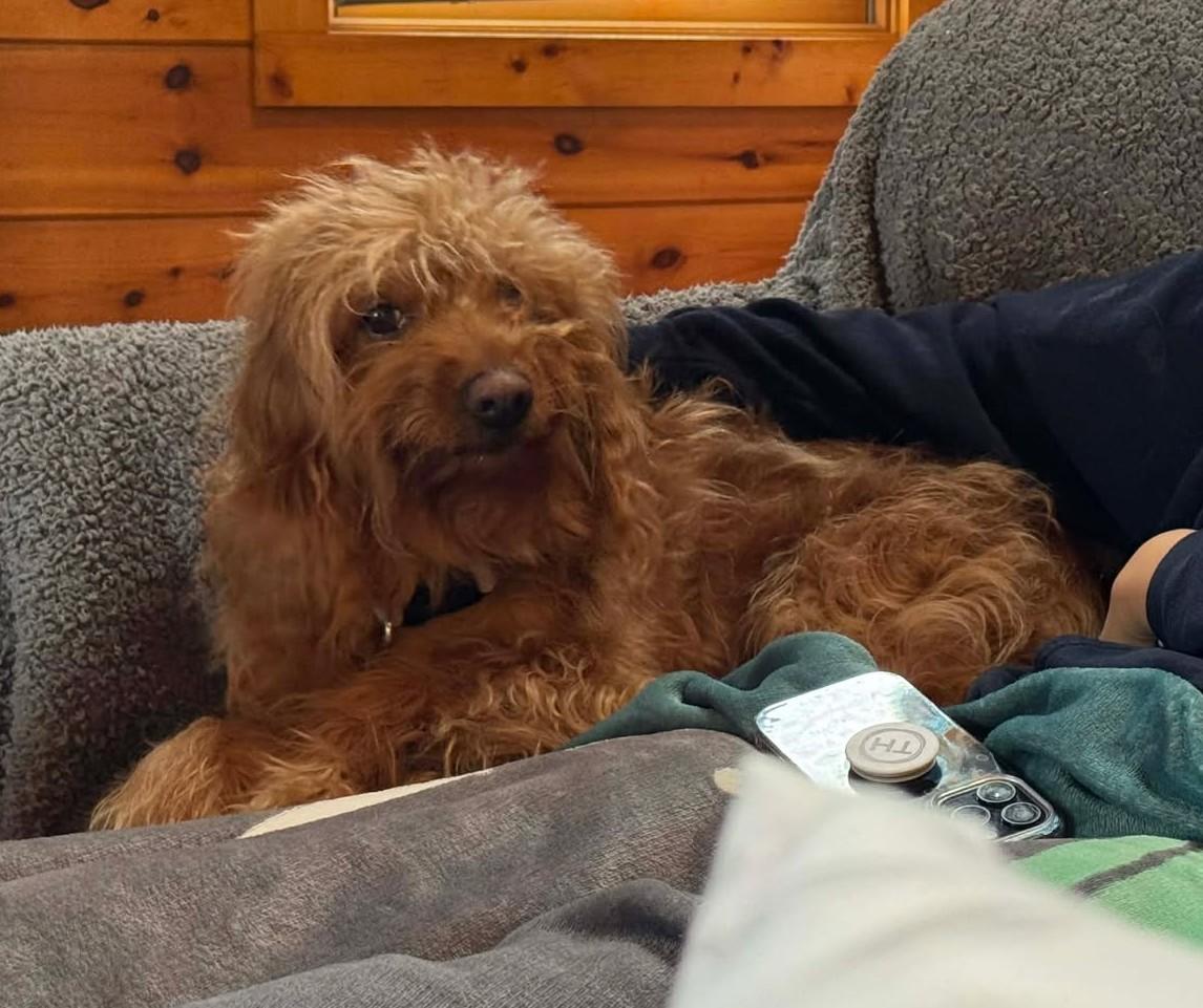 Simba , ADOPTABLE, Senior Female Goldendoodle.