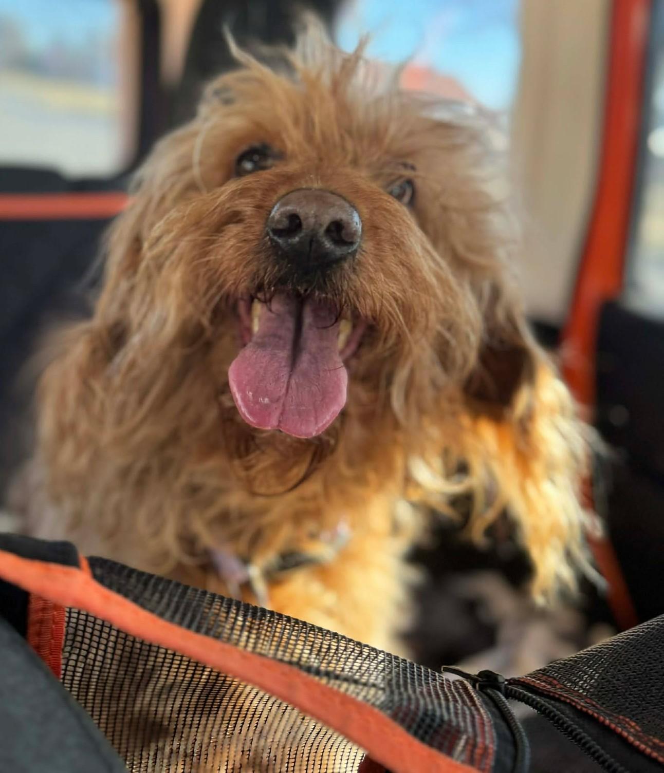 Enlarge Simba , a ADOPTABLE Goldendoodle in Kiowa, OK image 2/6