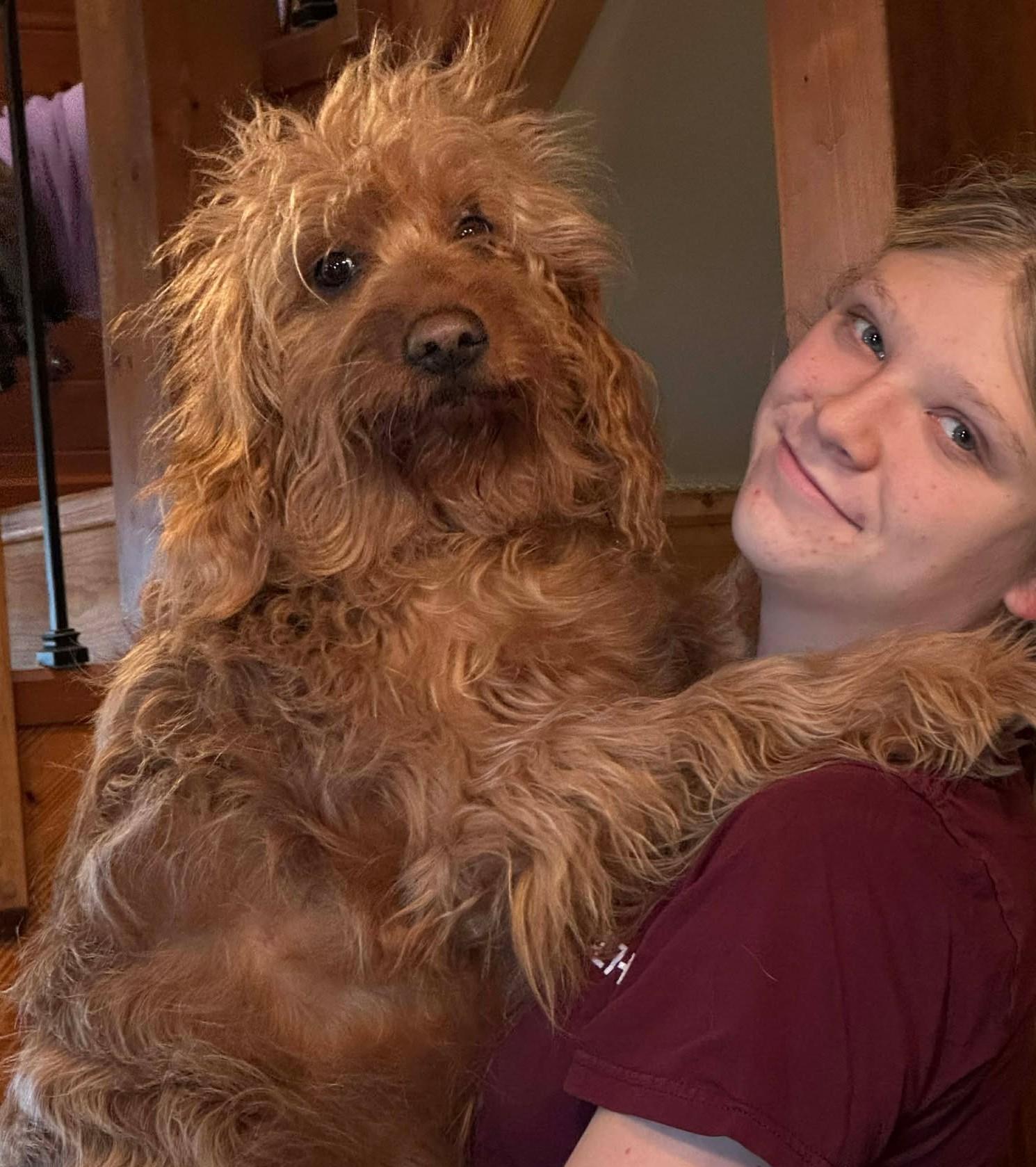 Enlarge Simba , a ADOPTABLE Goldendoodle in Kiowa, OK image 4/6