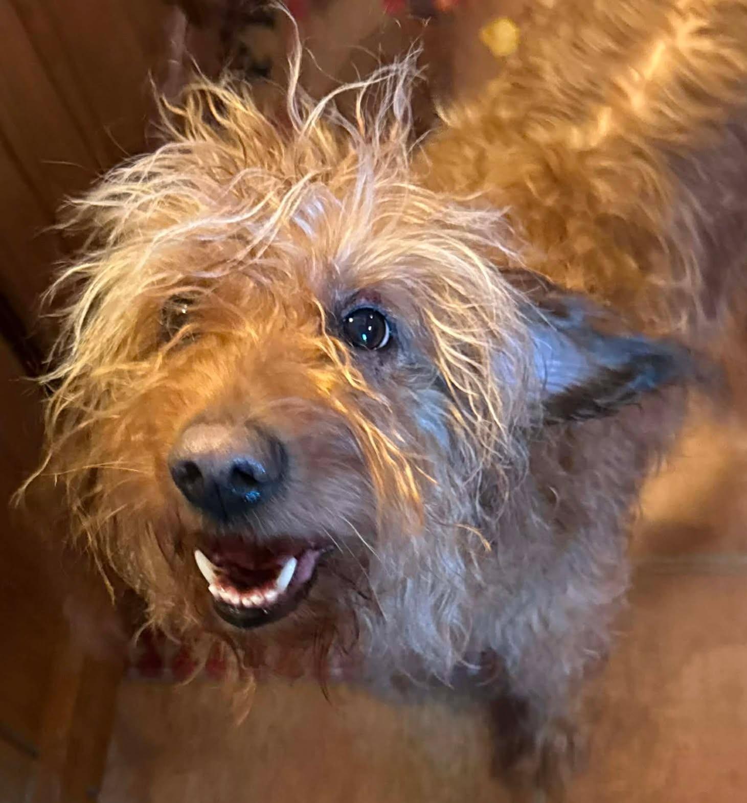 Enlarge Simba , a ADOPTABLE Goldendoodle in Kiowa, OK image 5/6