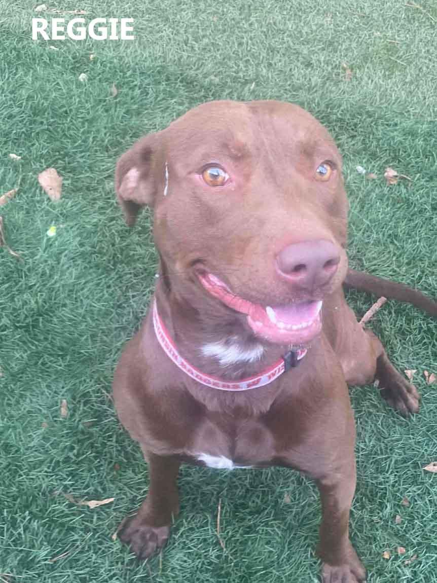 Enlarge Reggie, a ADOPTABLE mixed breed in Washington, GA image 1/3