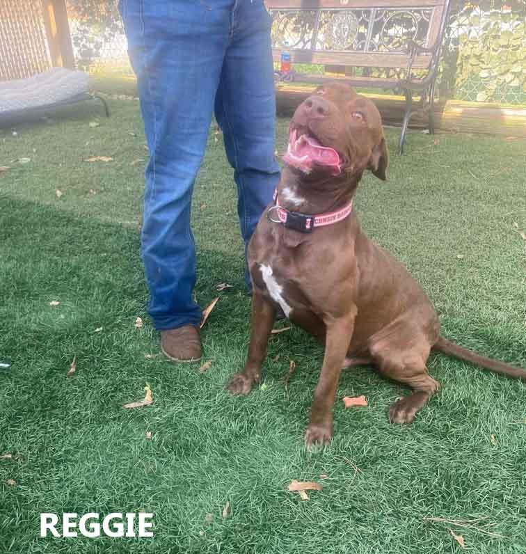 Enlarge Reggie, a ADOPTABLE mixed breed in Washington, GA image 3/3