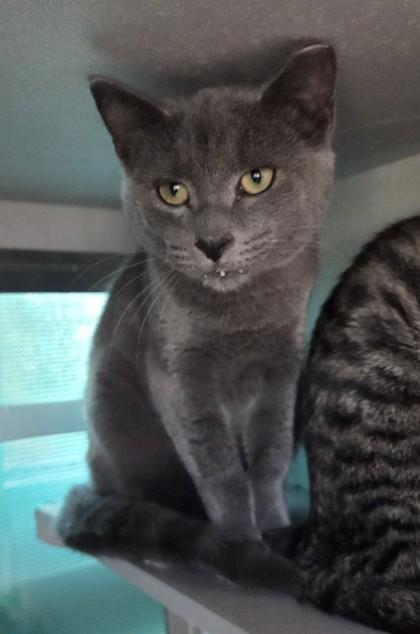 Enlarge Berry, a Adopted mixed breed in Edgewood, NM image 1/1