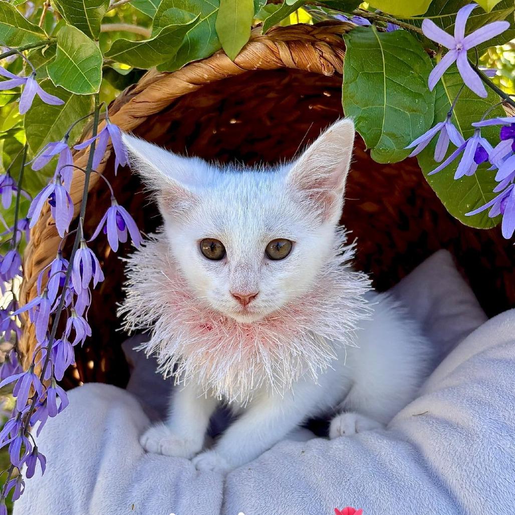 Enlarge Andrea, a Adoptable Domestic Short Hair in Lutz, FL image 2/6