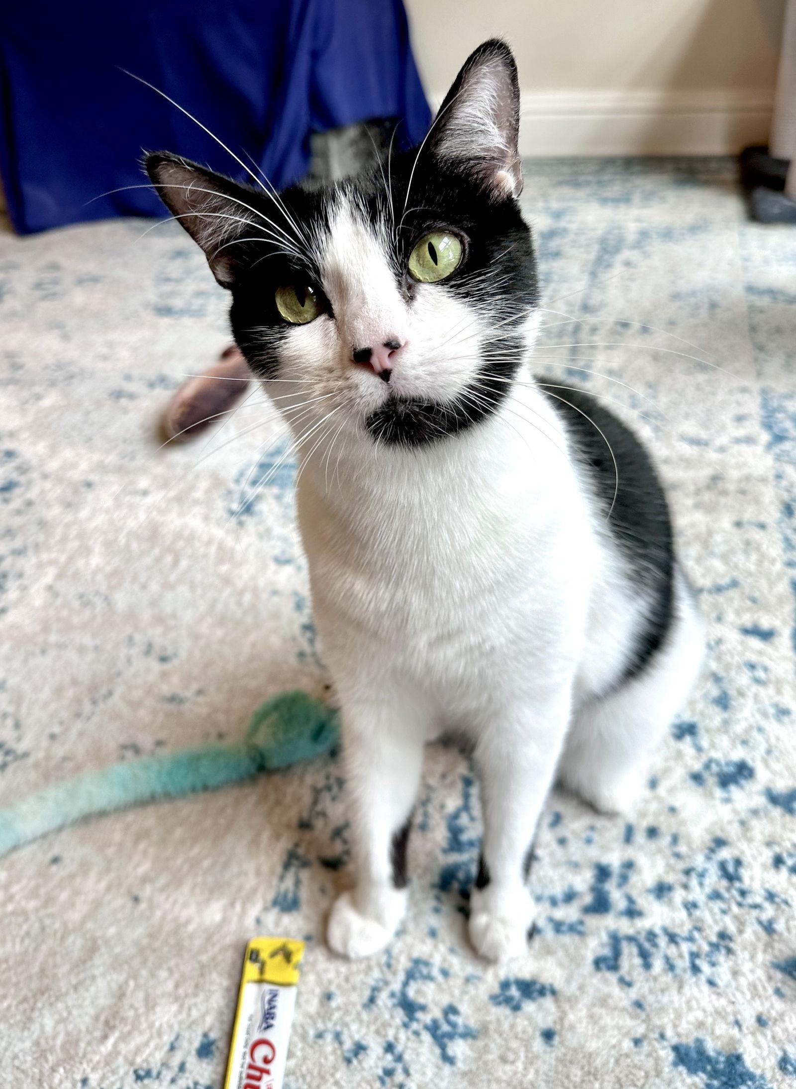 Luke, Adoptable, Adult Male Domestic Short Hair.