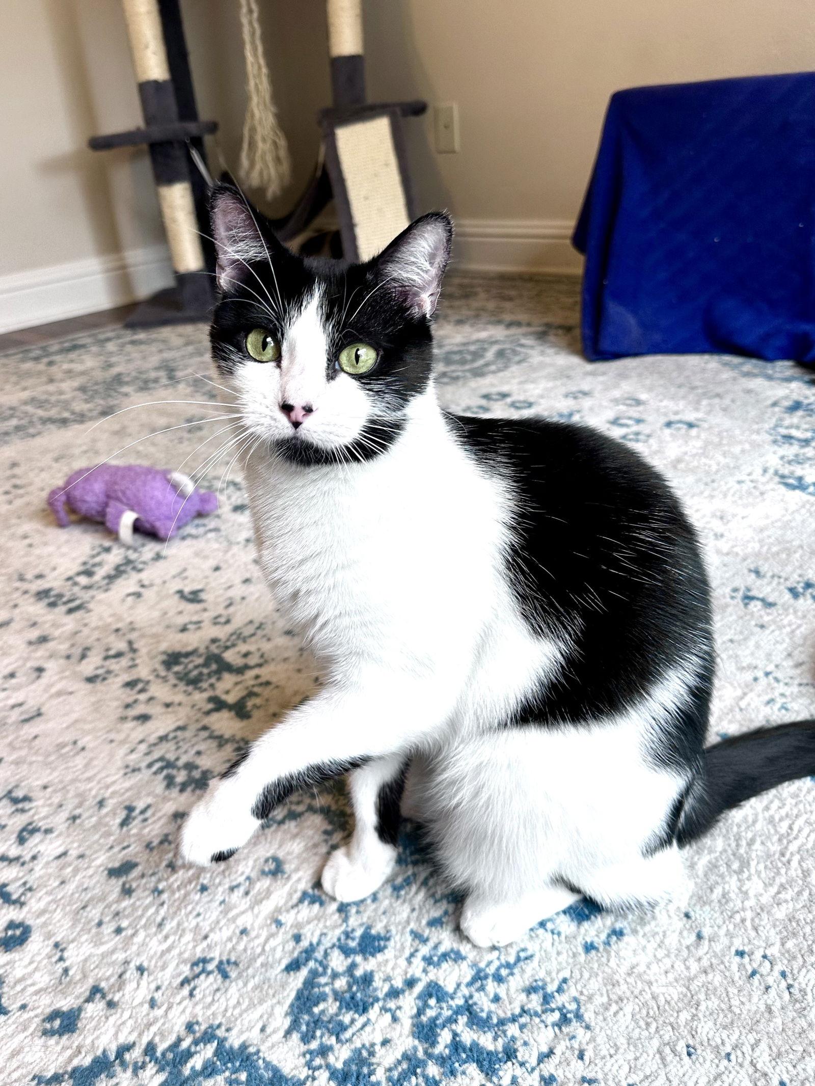 Enlarge Luke, a Adoptable Domestic Short Hair in Prosper, TX image 2/3