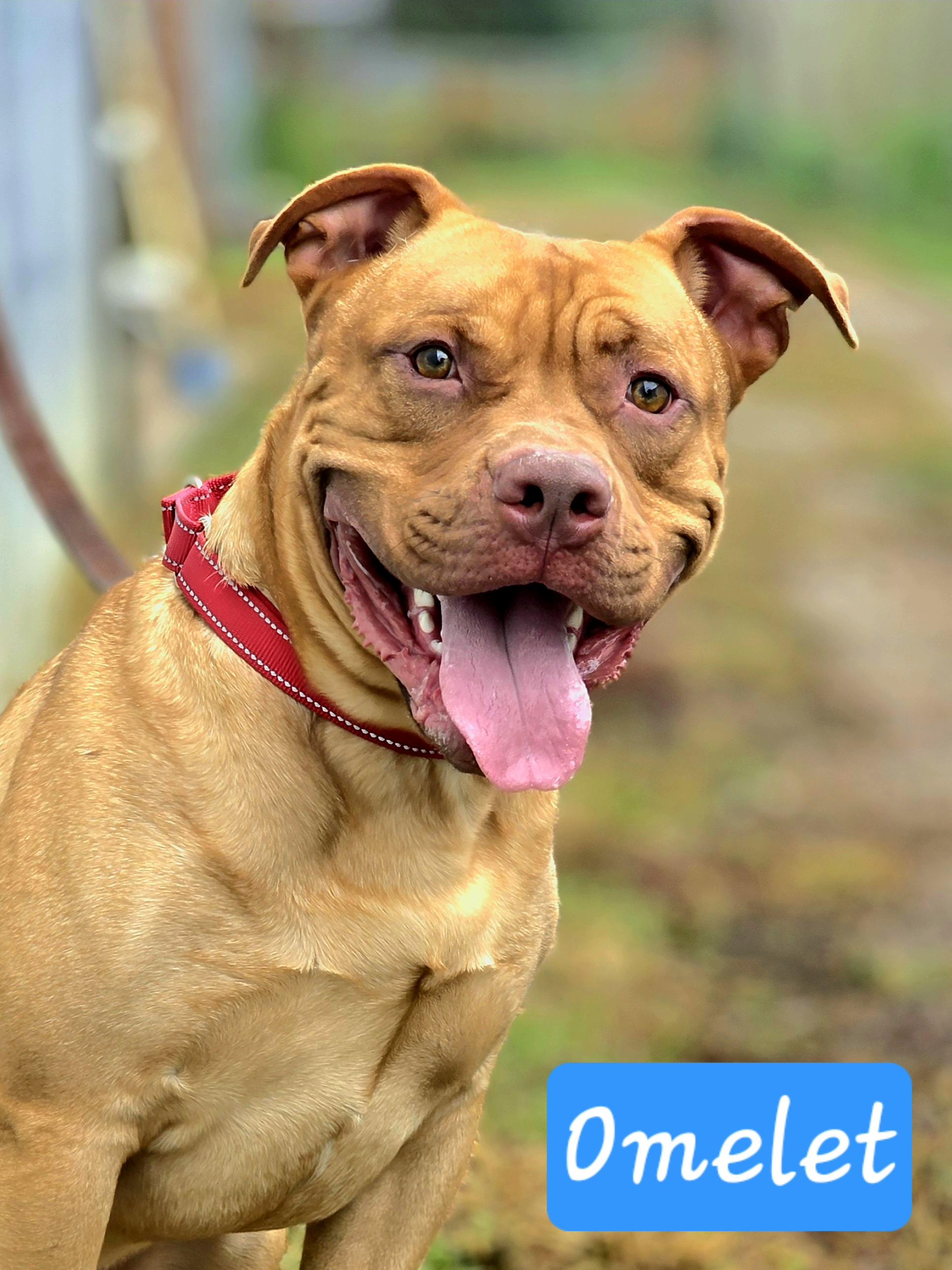 Omelet, Adoptable, Young Male American Bulldog.