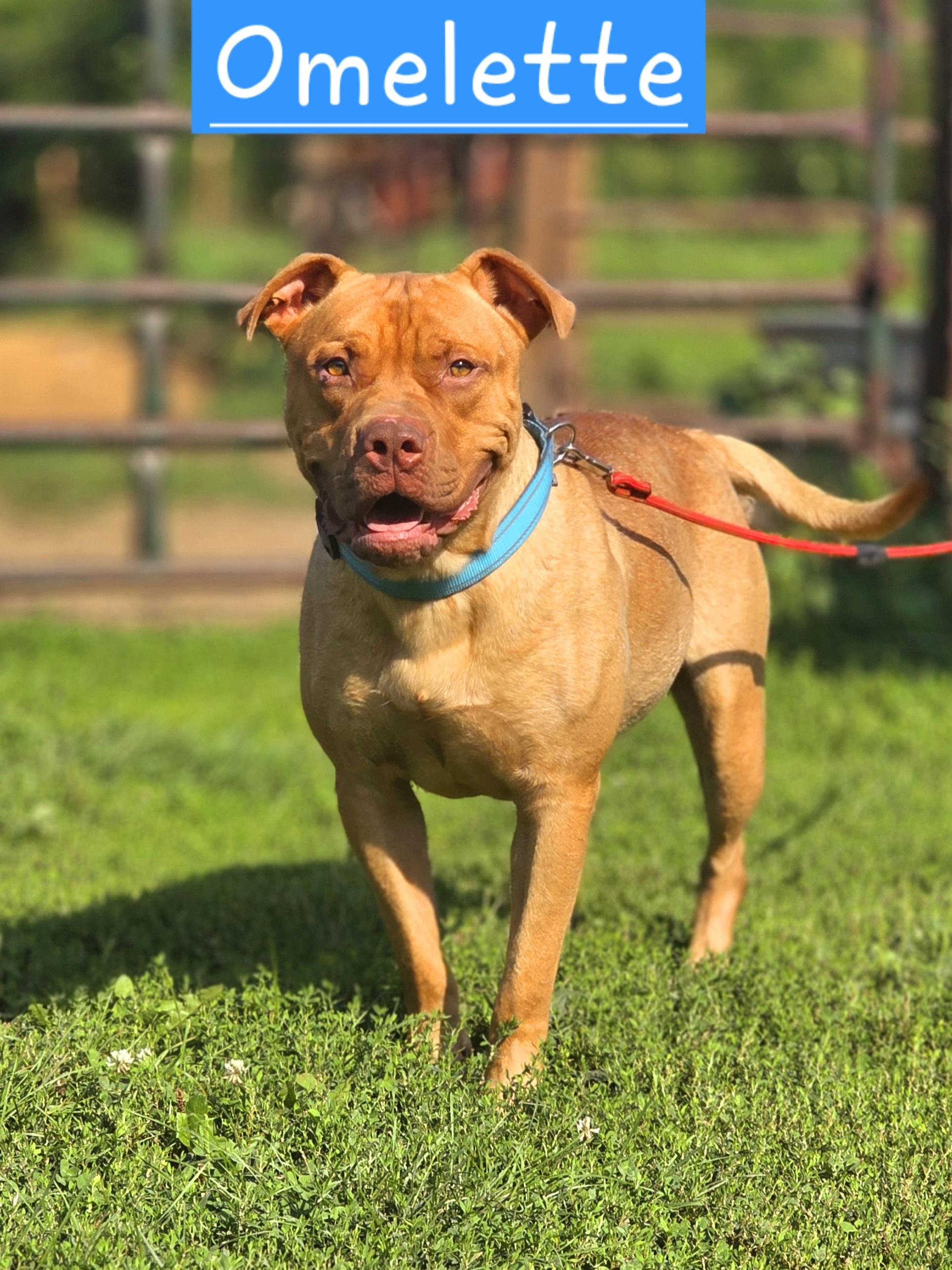 Omelet, Adoptable, Young Male American Bulldog.