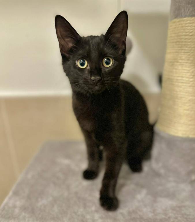 Enlarge Fedora, a ADOPTABLE Domestic Short Hair in Brooklyn, NY image 1/3