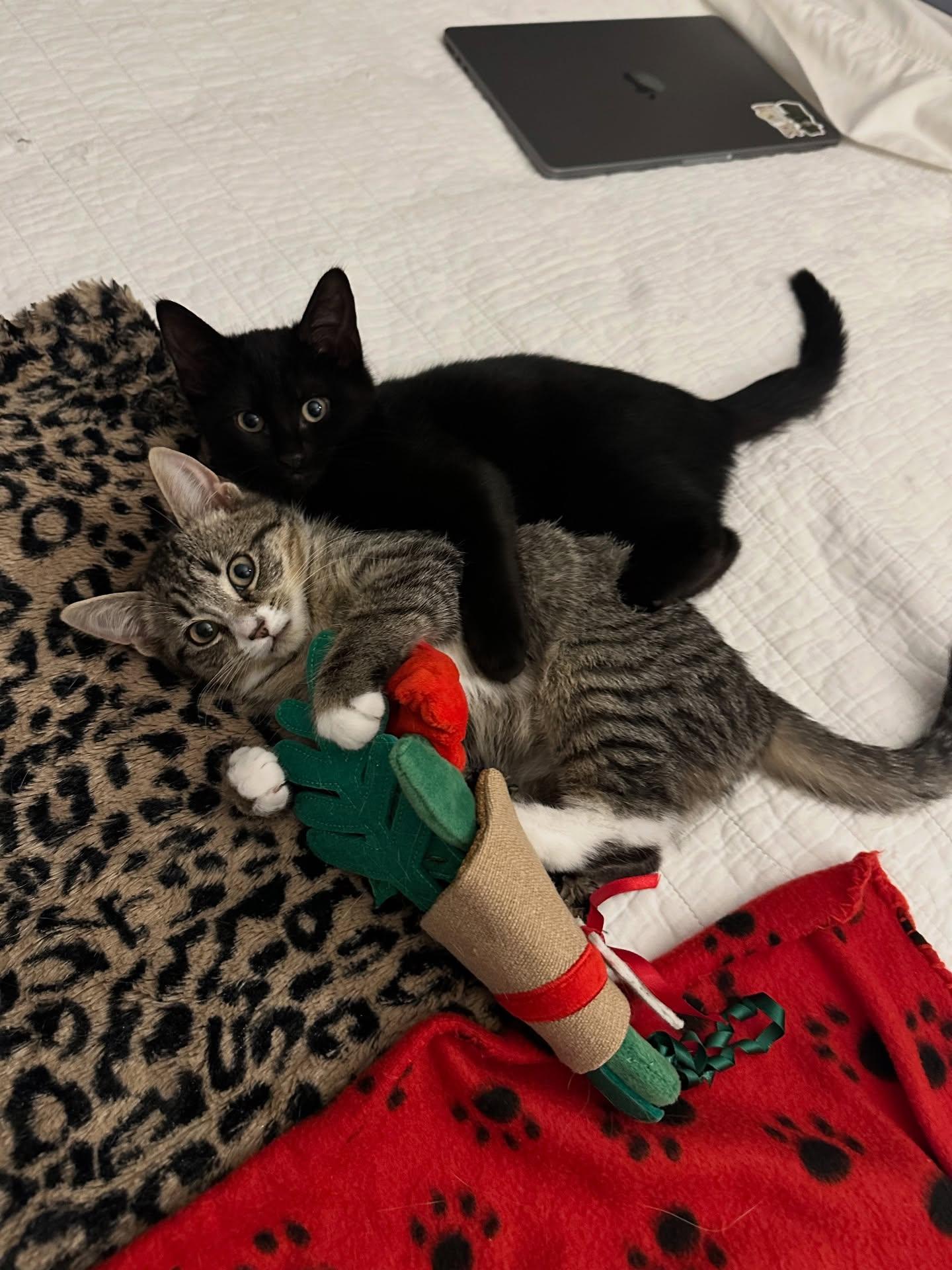 Enlarge Fedora, a ADOPTABLE Domestic Short Hair in Brooklyn, NY image 3/3