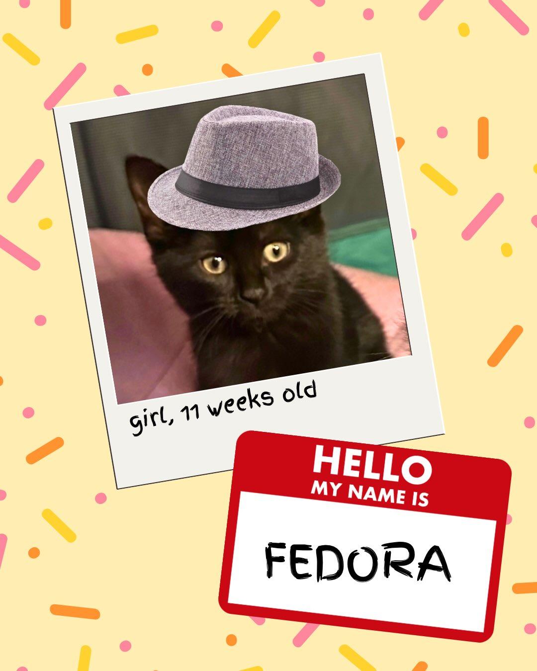 Enlarge Fedora, a ADOPTABLE Domestic Short Hair in Brooklyn, NY image 2/3