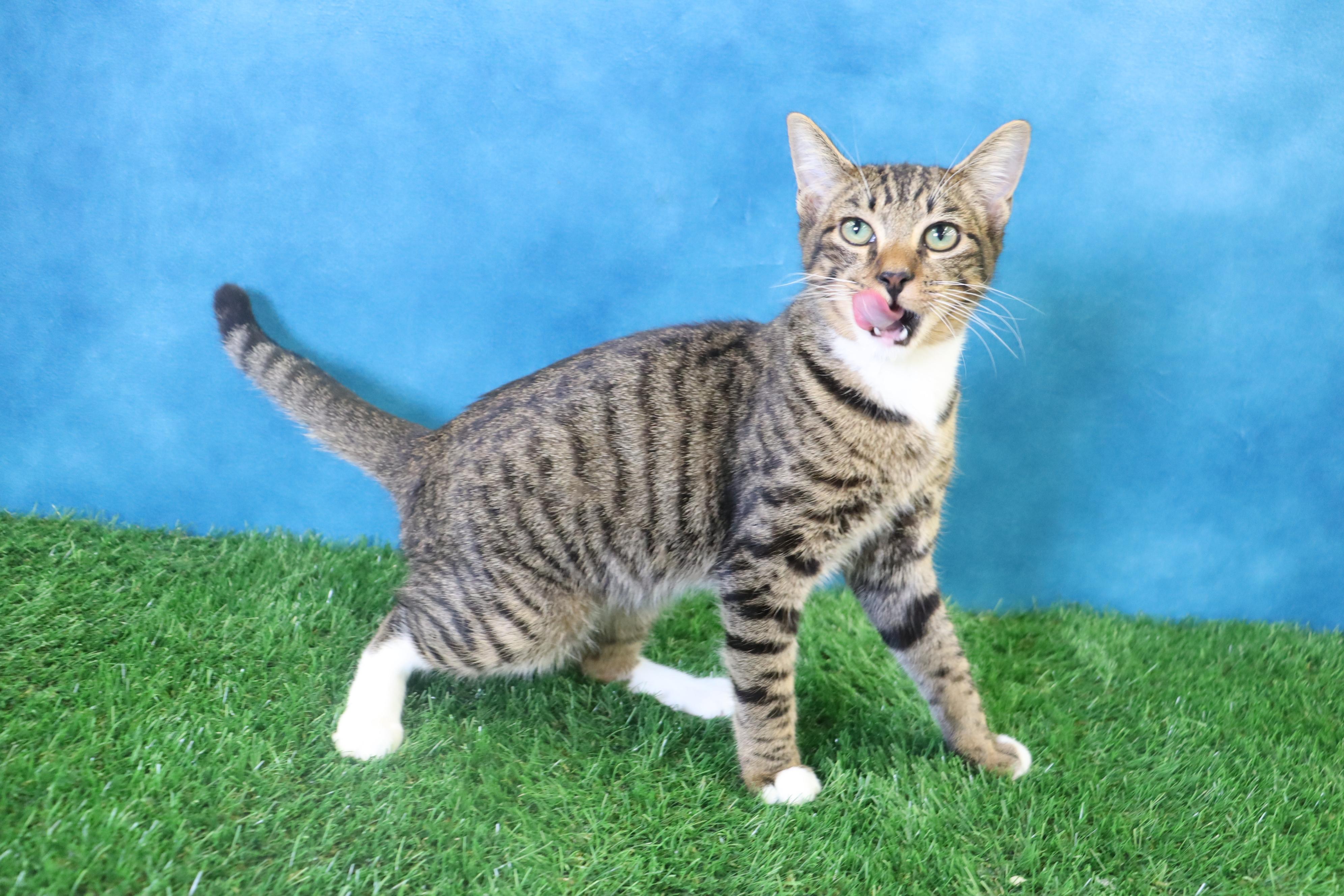 Sugarfoot! As friendly as they come!