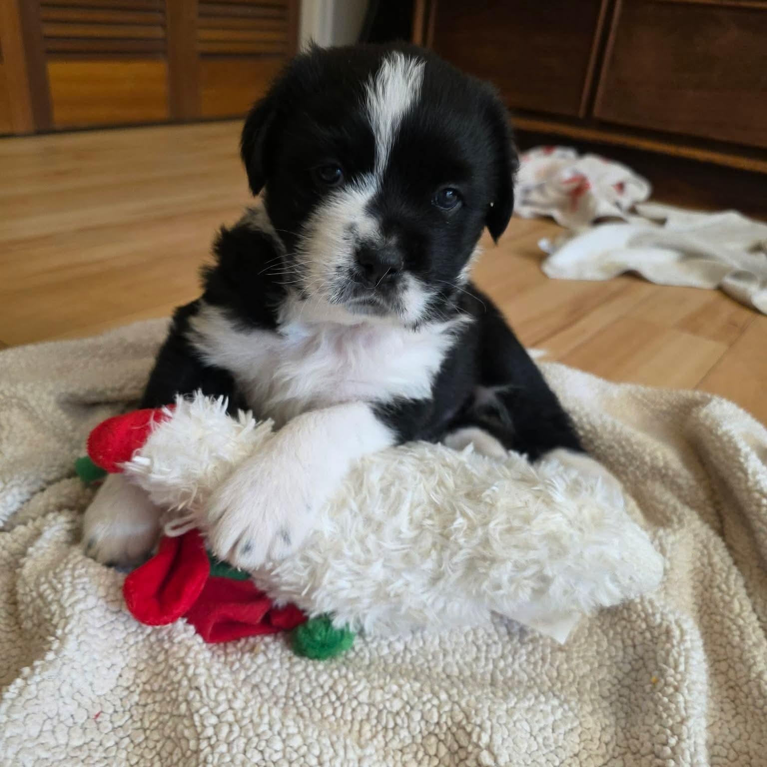 Fergie, a ADOPTABLE mixed breed in Edmonton, AB image 3/5