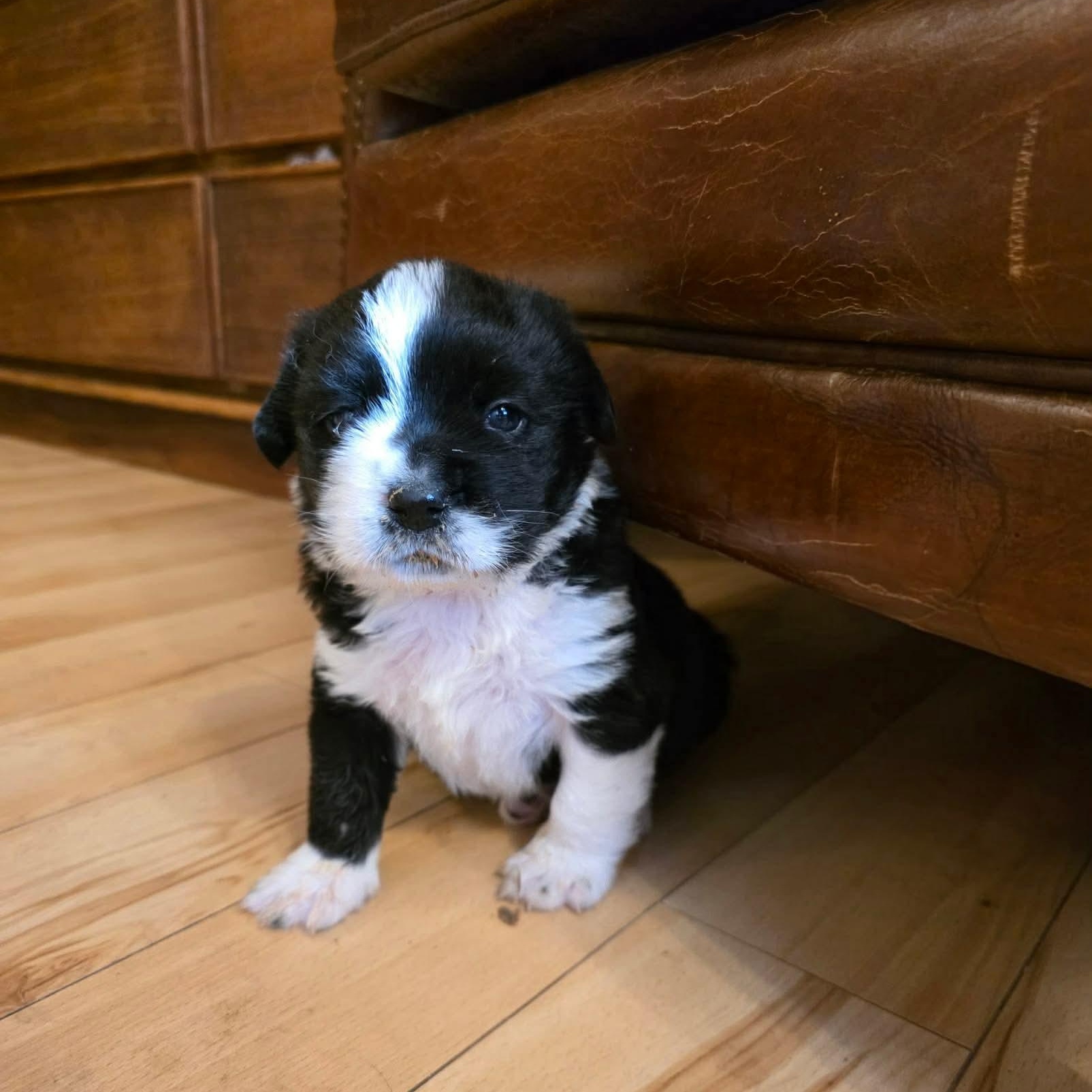 Fergie, ADOPTABLE, Puppy Female Saint Bernard & Black Labrador Retriever.