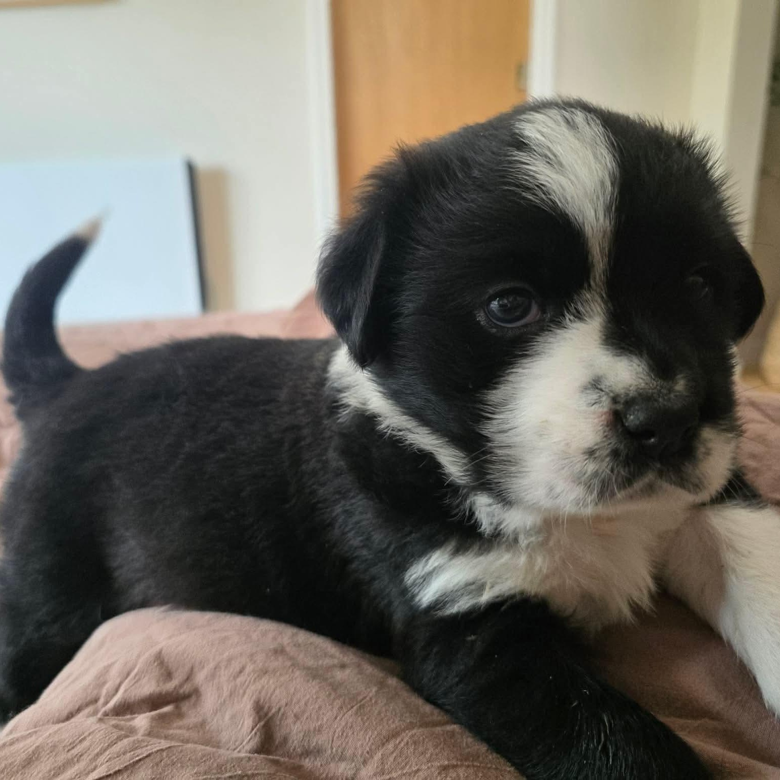 Fergie, a ADOPTABLE mixed breed in Edmonton, AB image 5/5