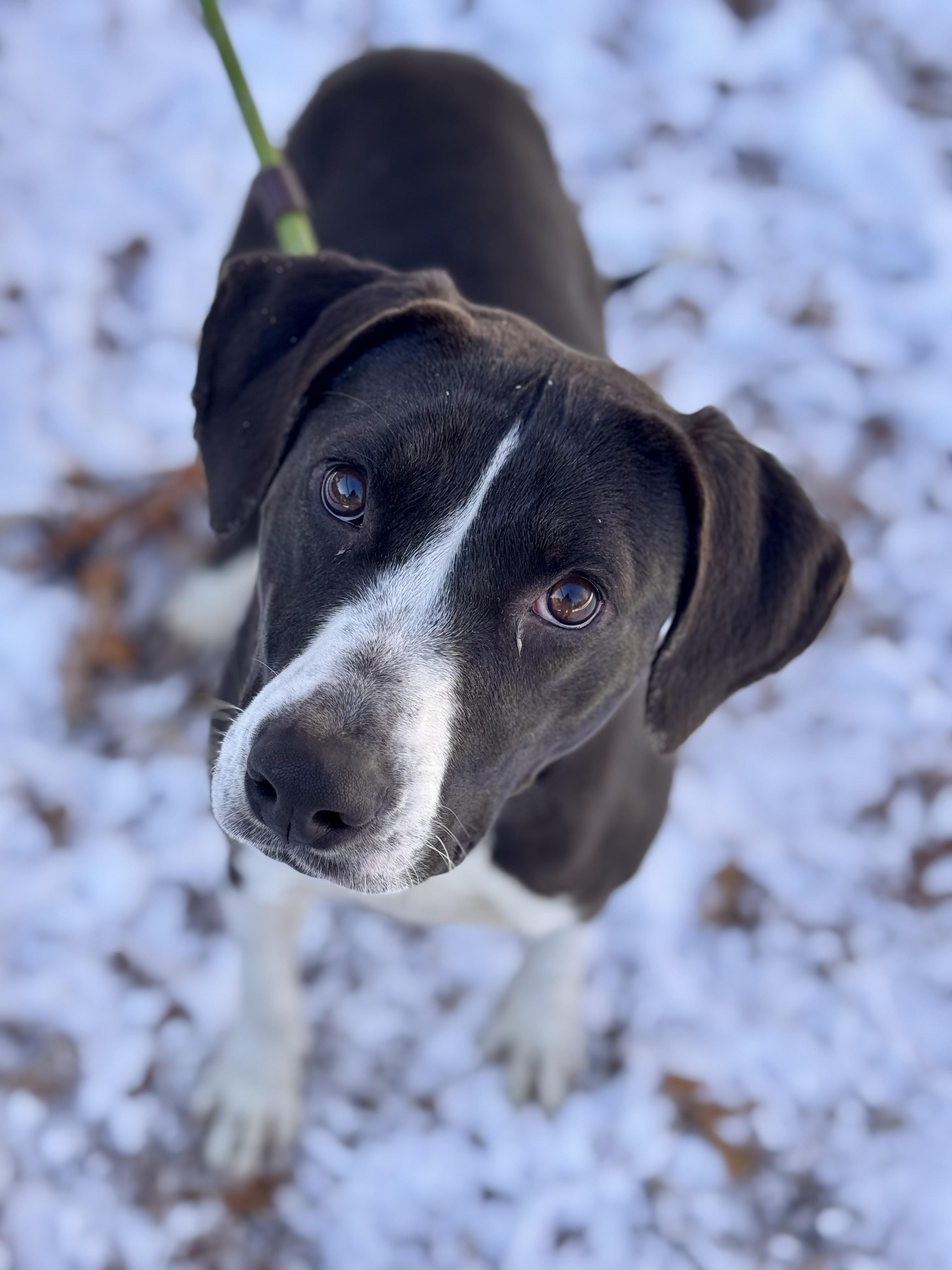 Enlarge Zoe, a ADOPTABLE mixed breed image 1/2