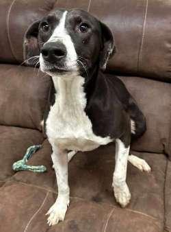 Enlarge Zoe, a ADOPTABLE mixed breed image 2/2