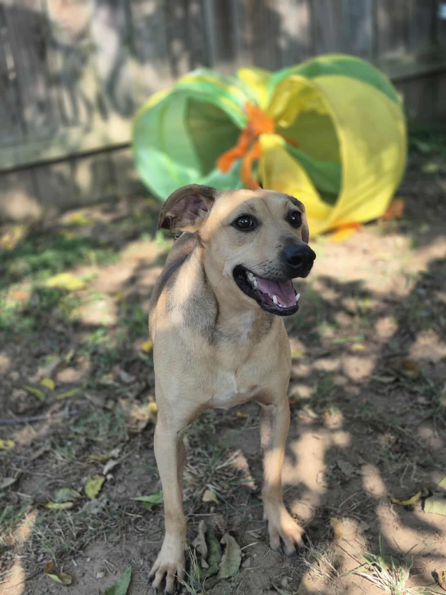 Enlarge Mushie, a Adoptable mixed breed in Dover, AR image 1/6