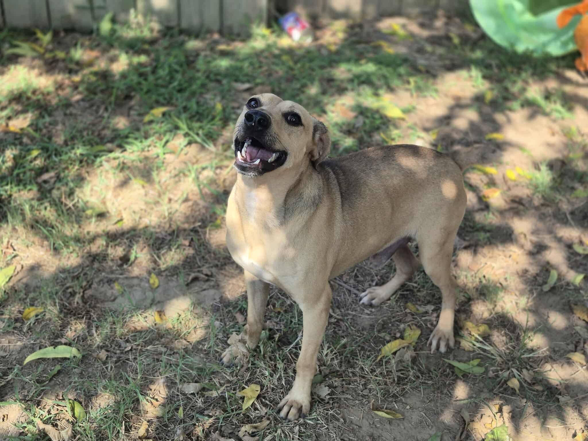 Enlarge Mushie, a Adoptable mixed breed in Dover, AR image 2/6