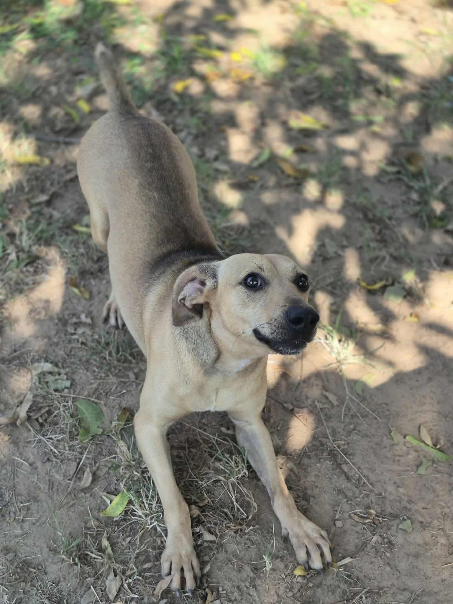 Enlarge Mushie, a Adoptable mixed breed in Dover, AR image 3/6