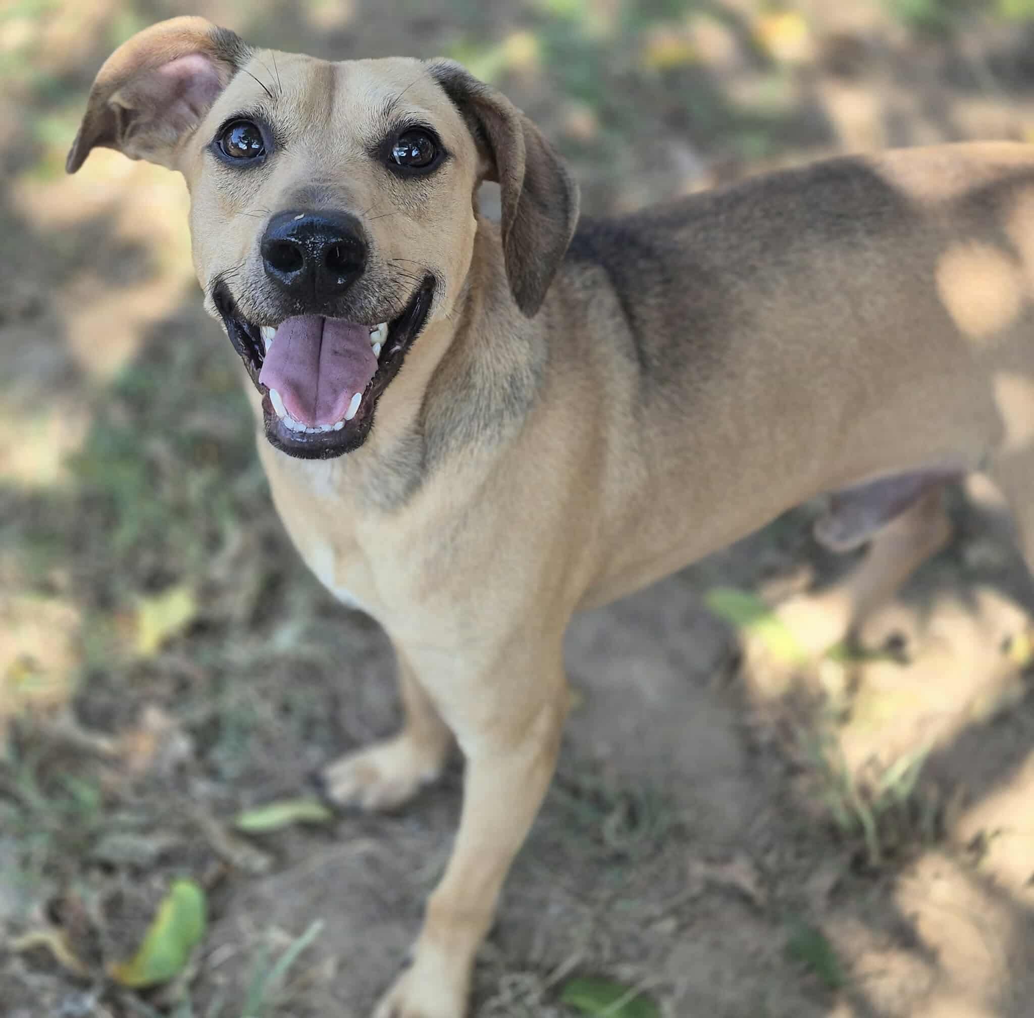 Enlarge Mushie, a Adoptable mixed breed in Dover, AR image 4/6