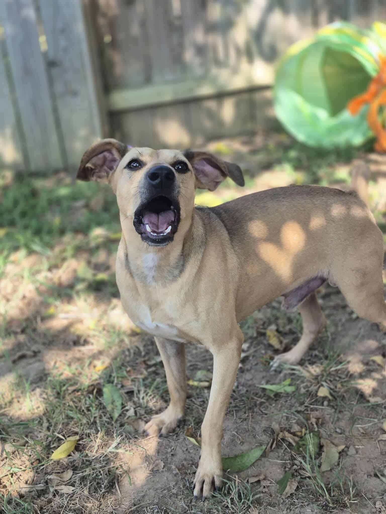 Enlarge Mushie, a Adoptable mixed breed in Dover, AR image 5/6