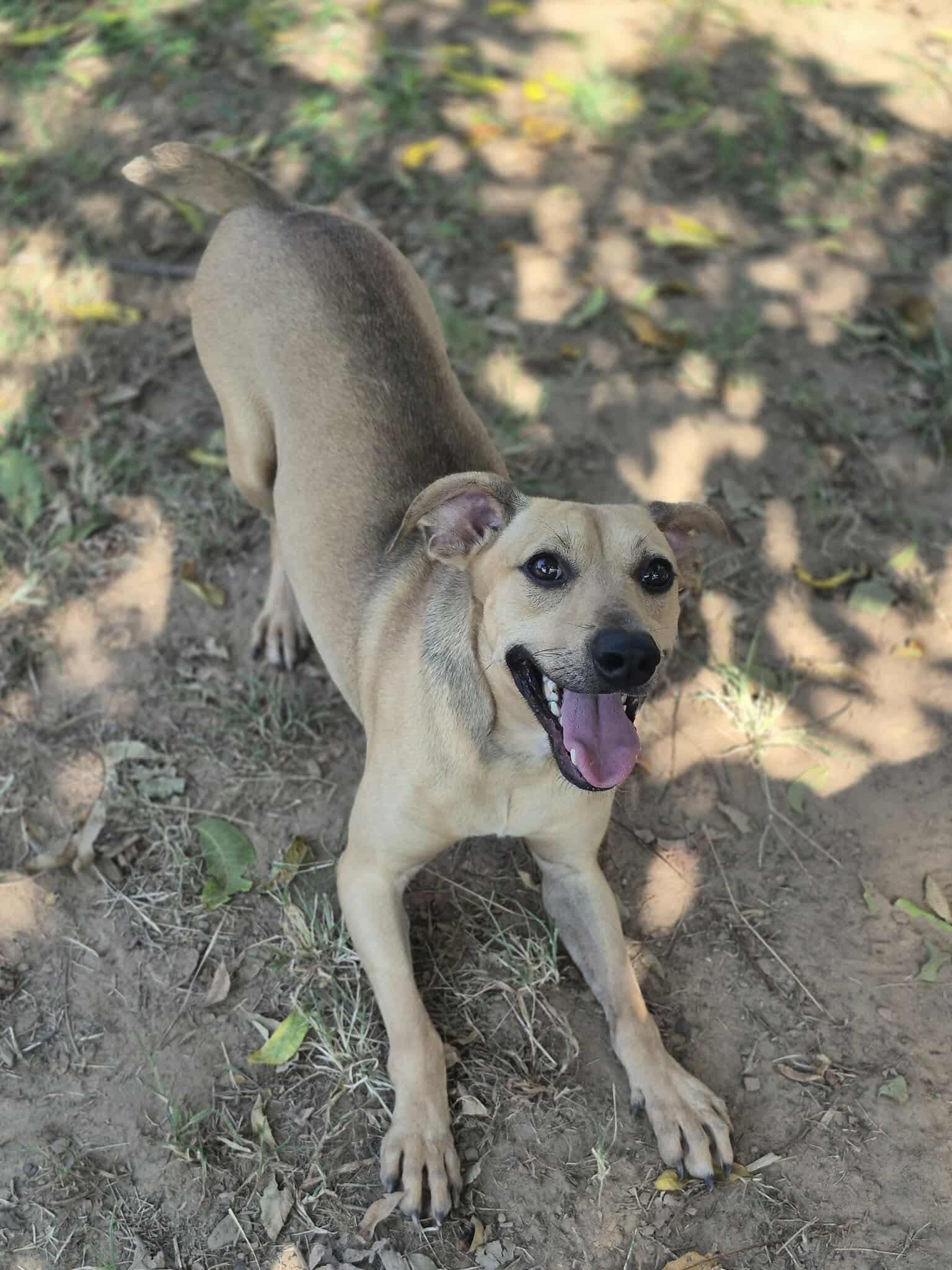Enlarge Mushie, a Adoptable mixed breed in Dover, AR image 6/6