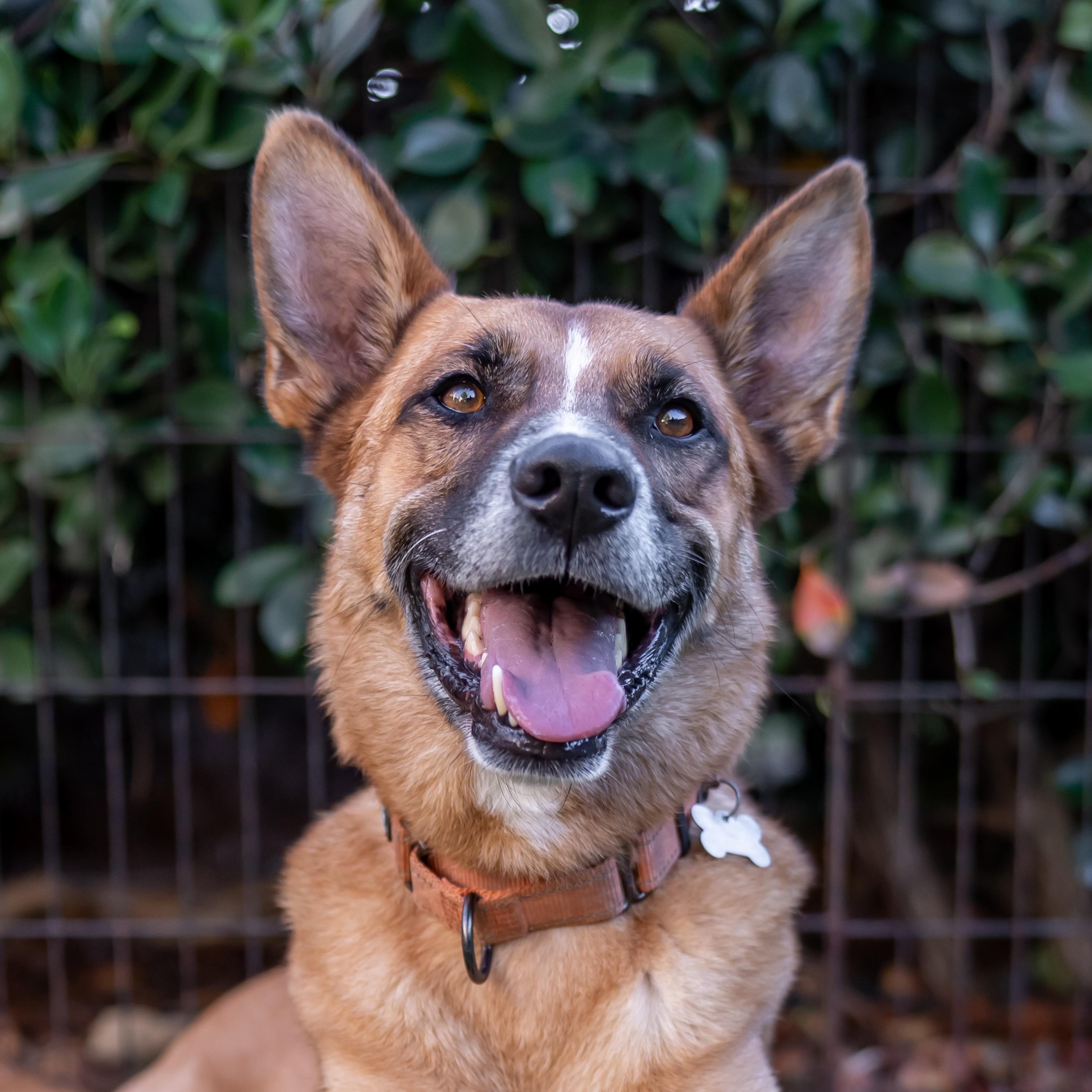 Enlarge KLAUS, a Adoptable Belgian Shepherd / Malinois in Carlsbad, CA image 2/5