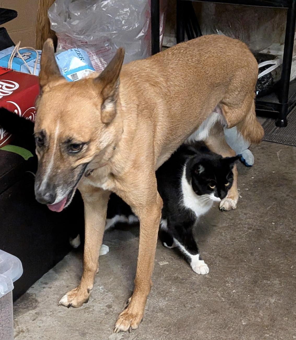 Klaus, Adoptable, Adult Male Belgian Shepherd / Malinois.