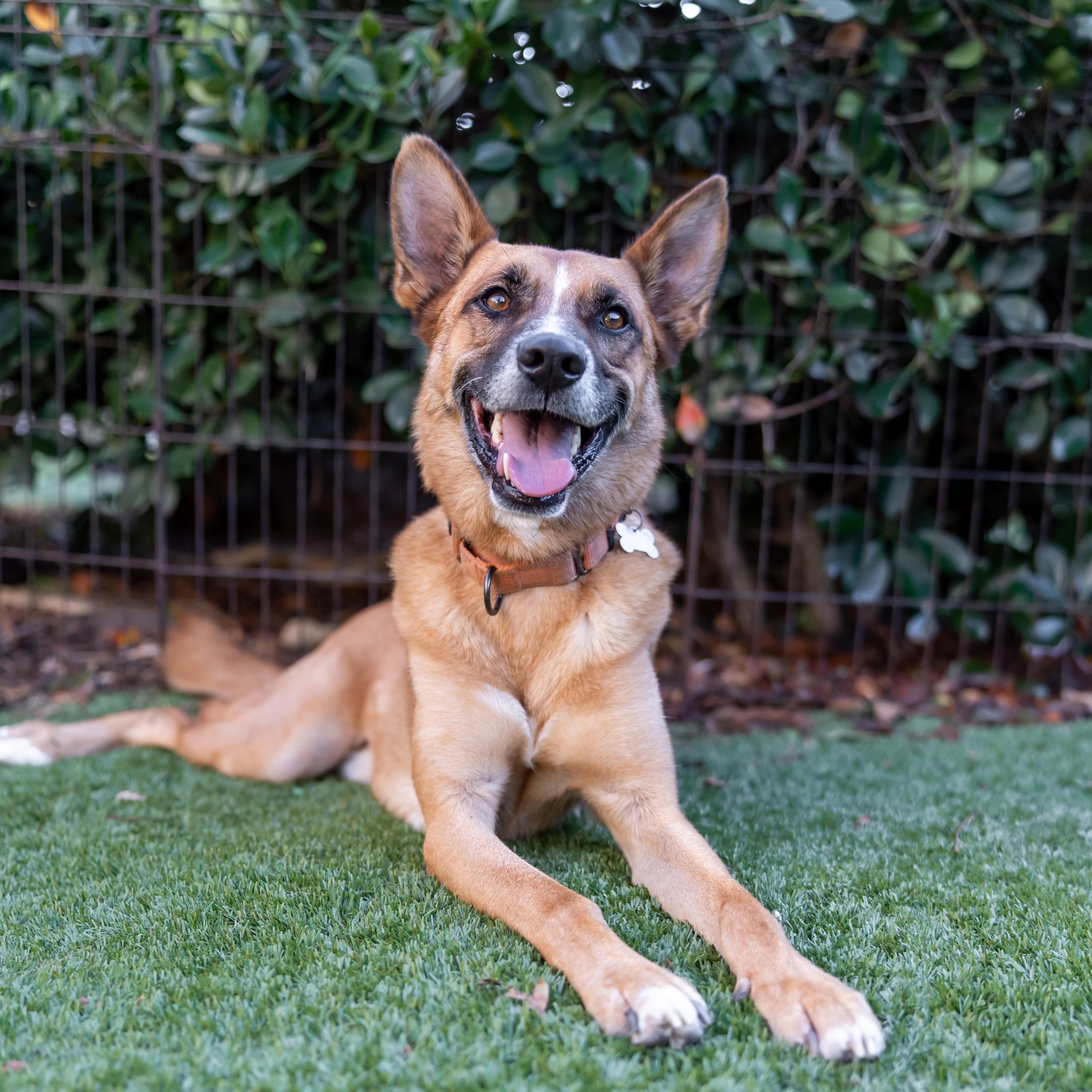 Enlarge KLAUS, a Adoptable Belgian Shepherd / Malinois in Carlsbad, CA image 5/5