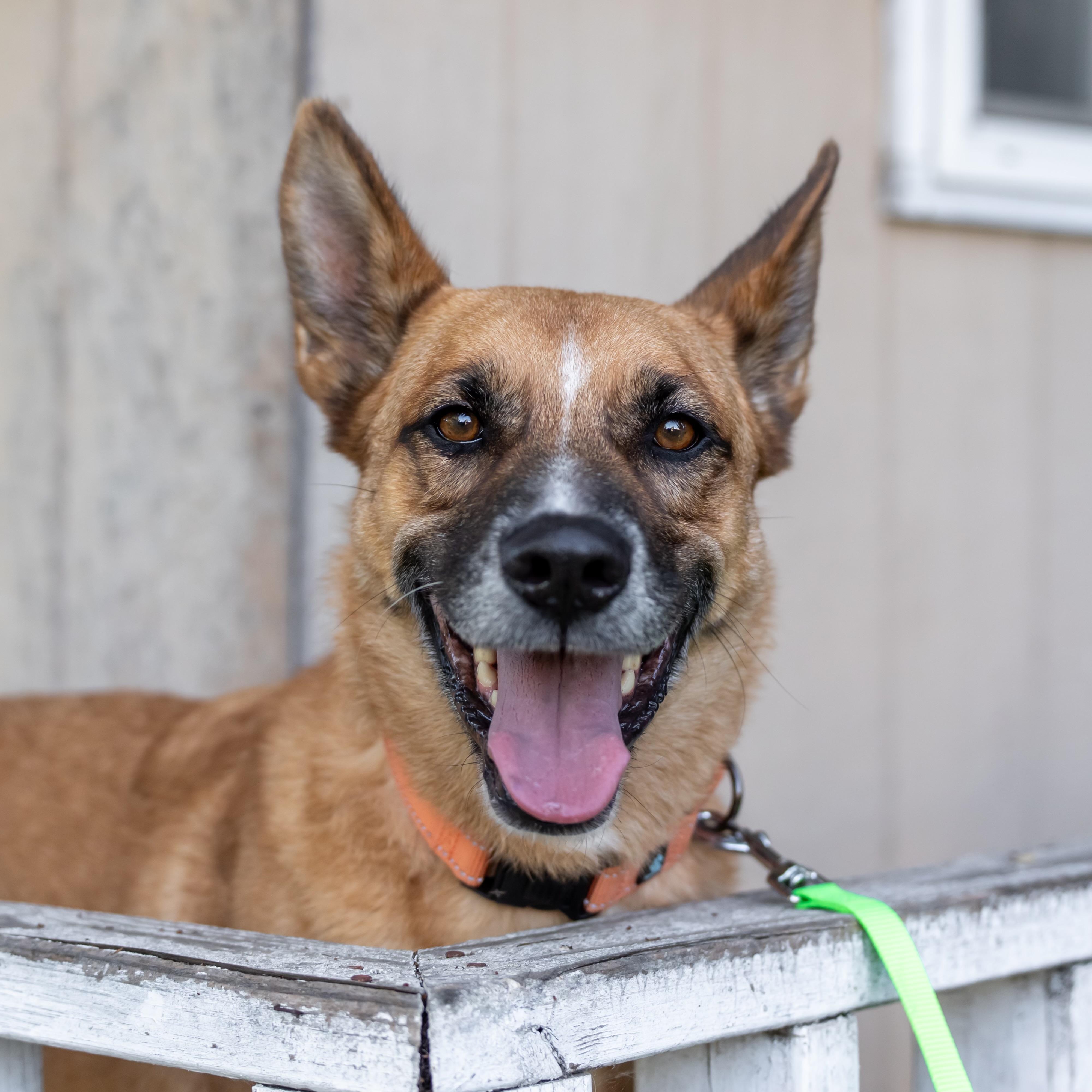 Klaus, Adoptable, Adult Male Belgian Shepherd / Malinois.