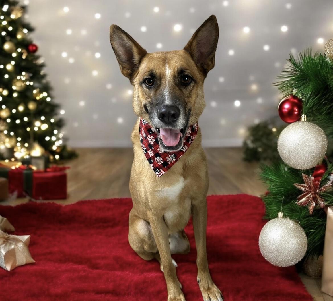 Enlarge Klaus, a Adoptable Belgian Shepherd / Malinois in San DIego, CA image 5/5