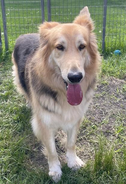 Coke, a Adoptable mixed breed in Burlington, WI image 1/3