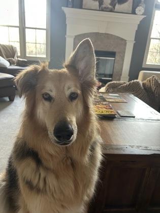 Coke, a Adoptable mixed breed in Burlington, WI image 2/3