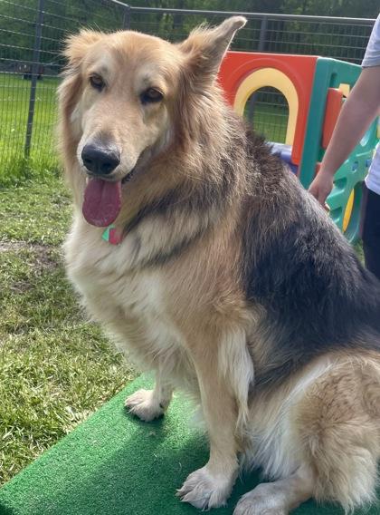 Coke, a Adoptable mixed breed in Burlington, WI image 3/3
