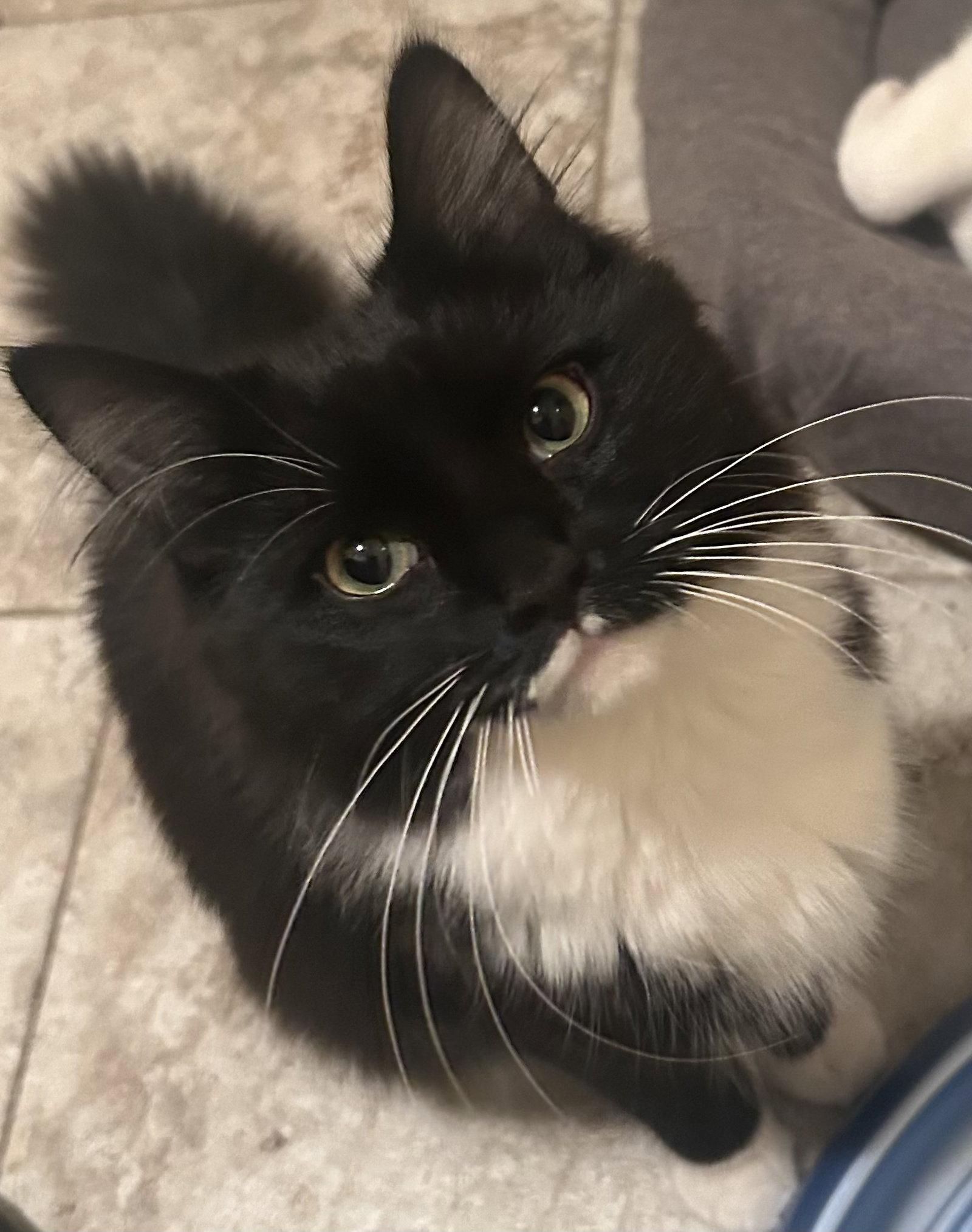 Enlarge EL, a Adoptable Domestic Medium Hair in Fishkill, NY image 1/1