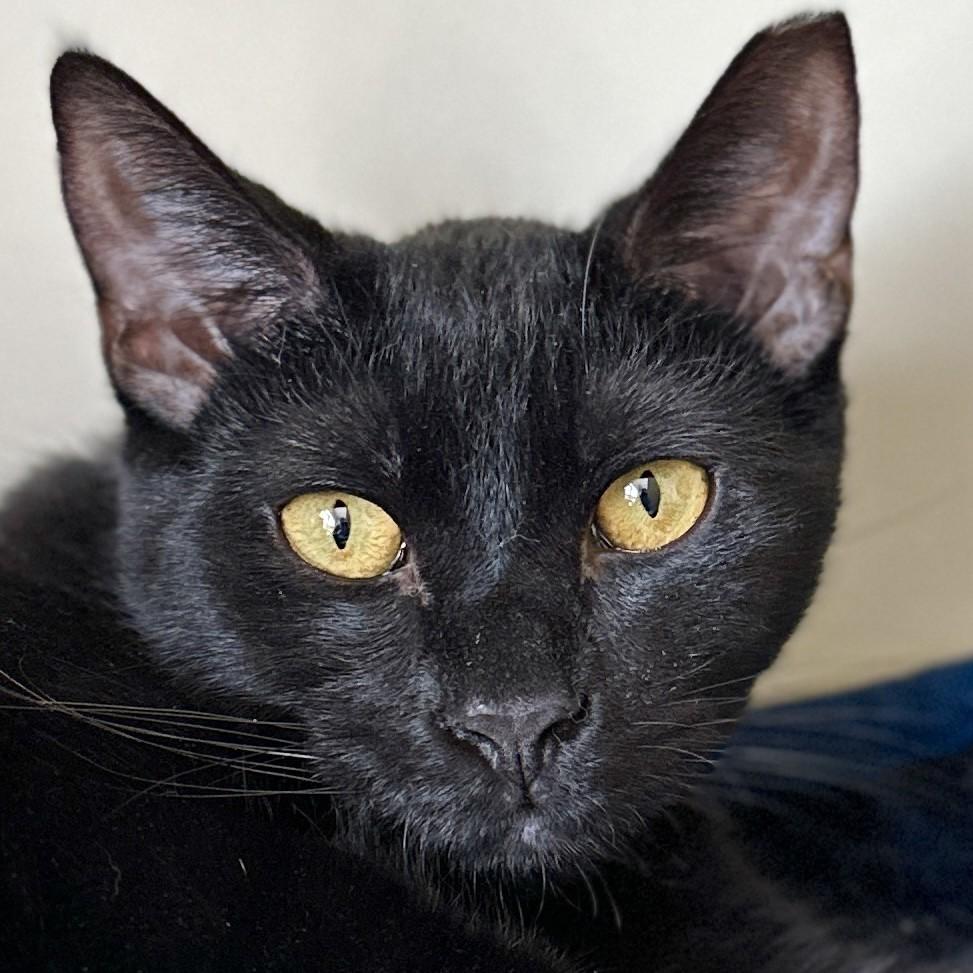 Ivan, a Adoptable Domestic Short Hair in Victor, NY image 2/5