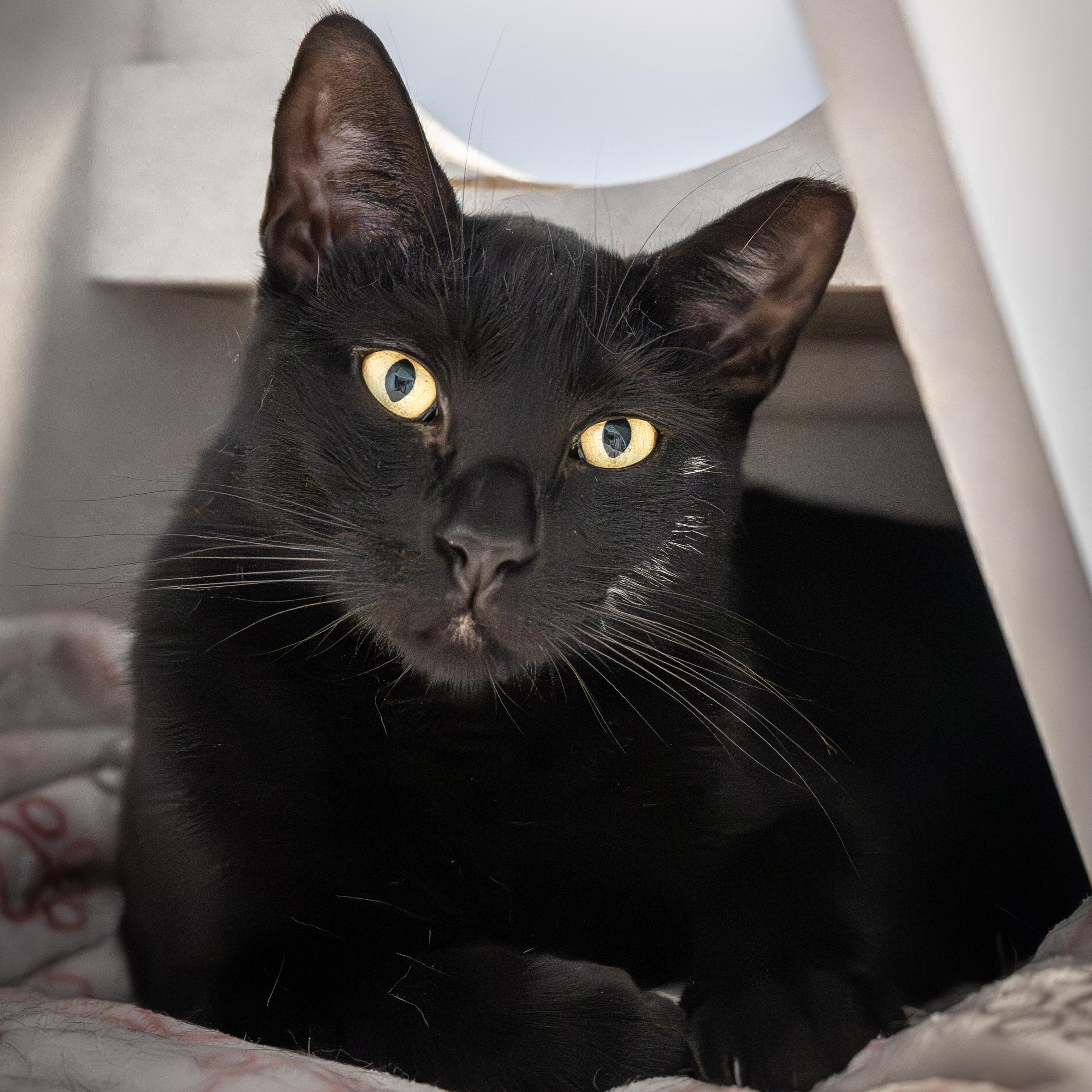 Ivan, a Adoptable Domestic Short Hair in Victor, NY image 1/5