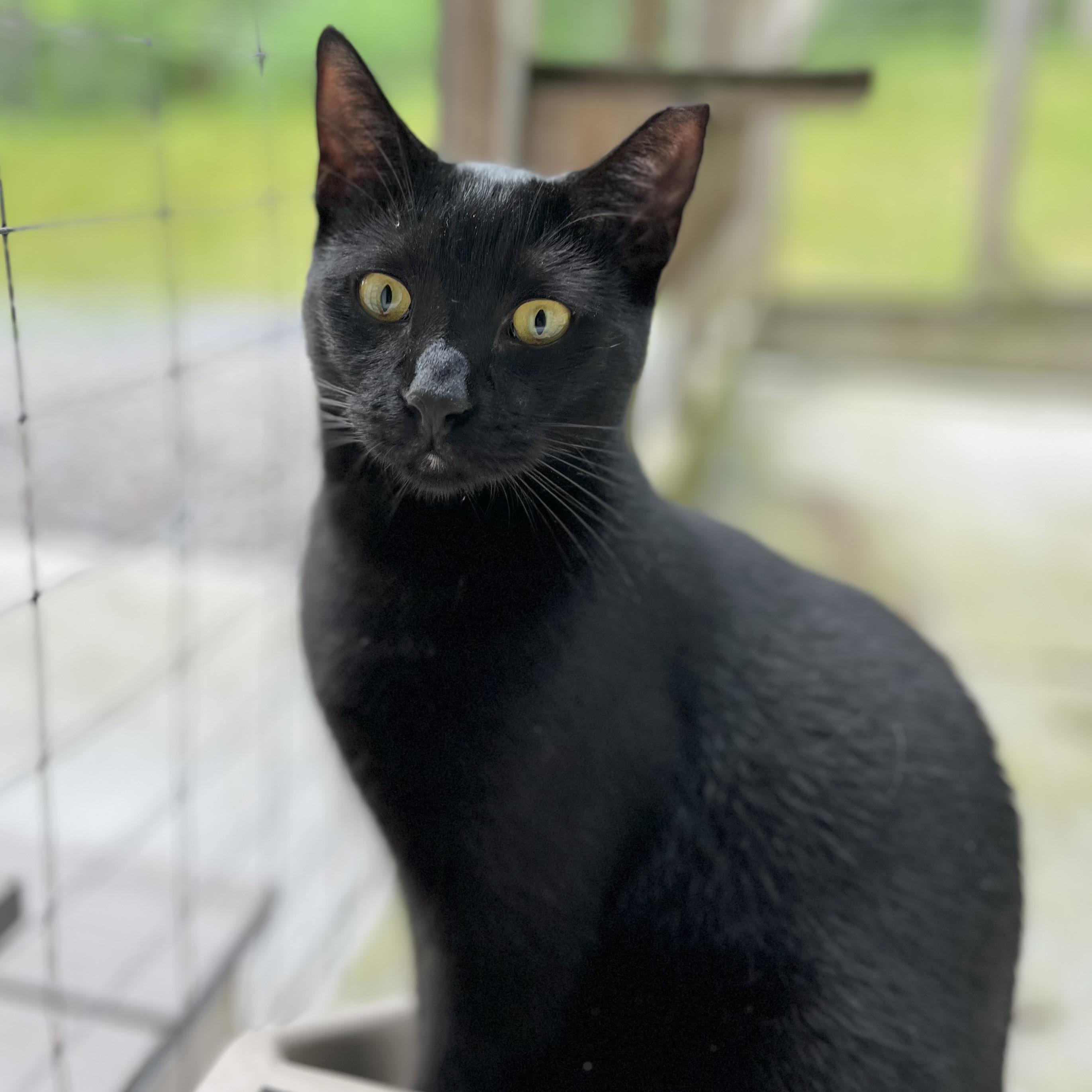 Ivan, a Adoptable Domestic Short Hair in Victor, NY image 4/5