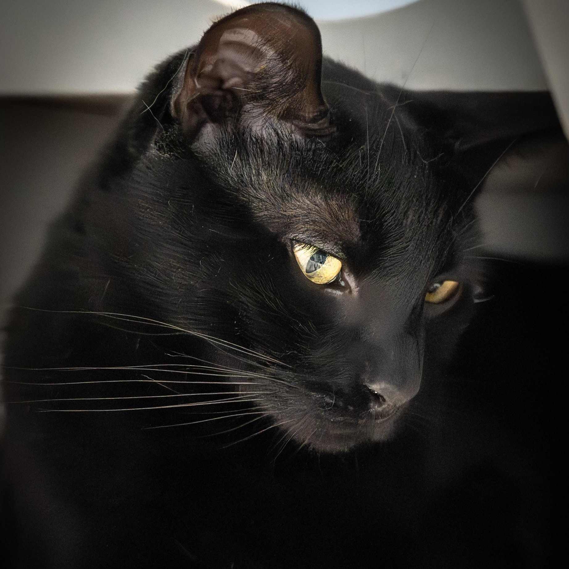 Ivan, a Adoptable Domestic Short Hair in Victor, NY image 3/5