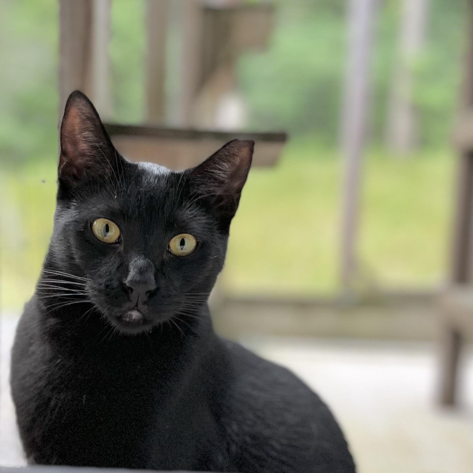 Ivan, a Adoptable Domestic Short Hair in Victor, NY image 5/5